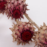 Cynara, (Artichoke Flower), Dried, Large, Natural, Bunch x 5 Stems