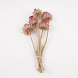 Cynara, (Artichoke Flower), Dried, Medium, Natural, Bunch x 5 Stems