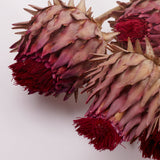 Cynara, (Artichoke Flower), Dried, Medium, Natural, Bunch x 5 Stems