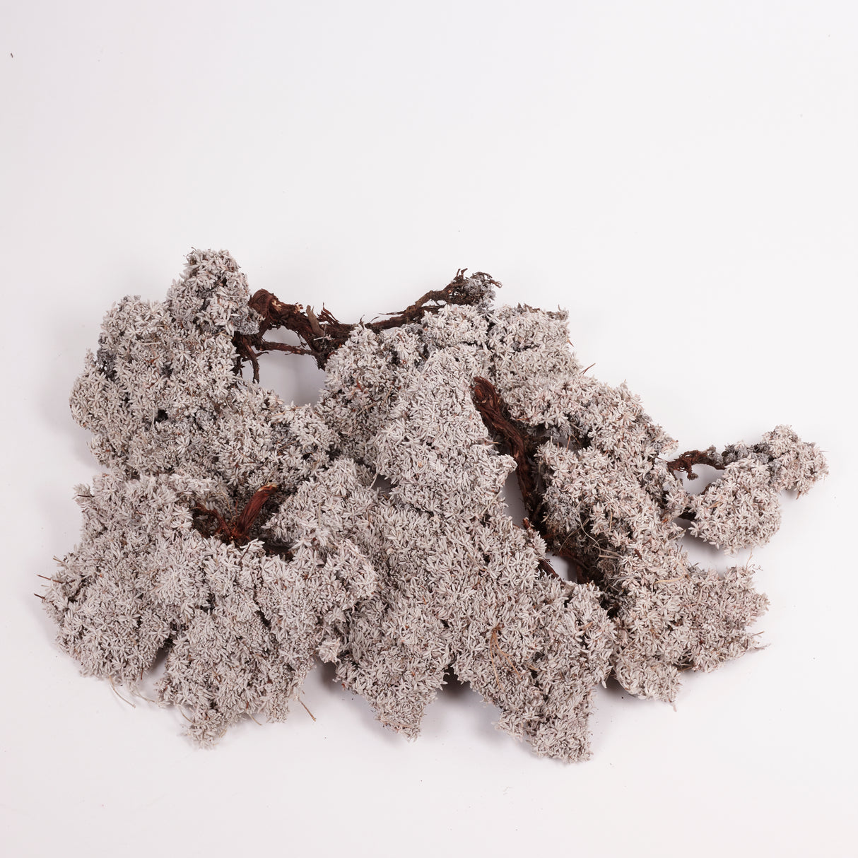 Edelweiss Lichen Twigs, 450g Box