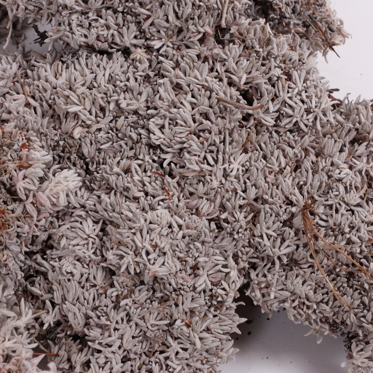 Edelweiss Lichen Twigs, 450g Box