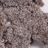 Edelweiss Lichen Twigs, 450g Box