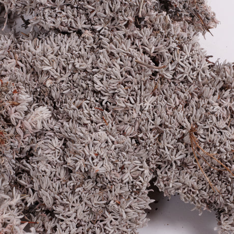 Edelweiss Lichen Twigs, 450g Box