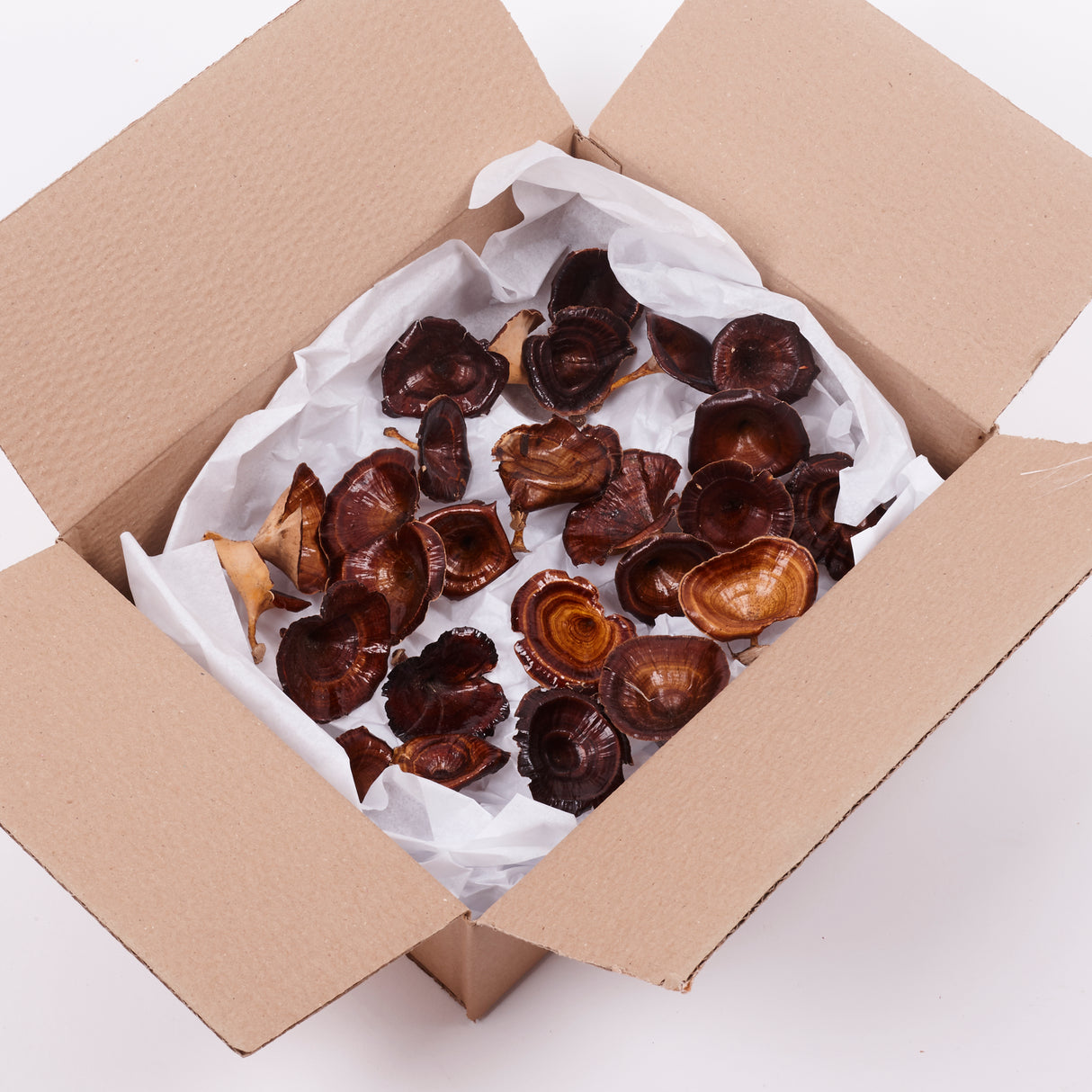 Kalix, Medium, Natural & Dried, Lacquered, 25 Pcs per Box