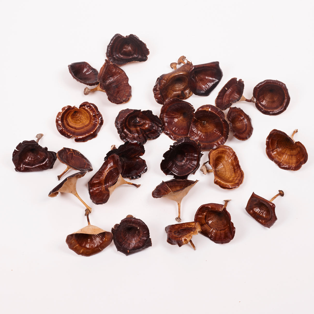 Kalix, Medium, Natural & Dried, Lacquered, 25 Pcs per Box
