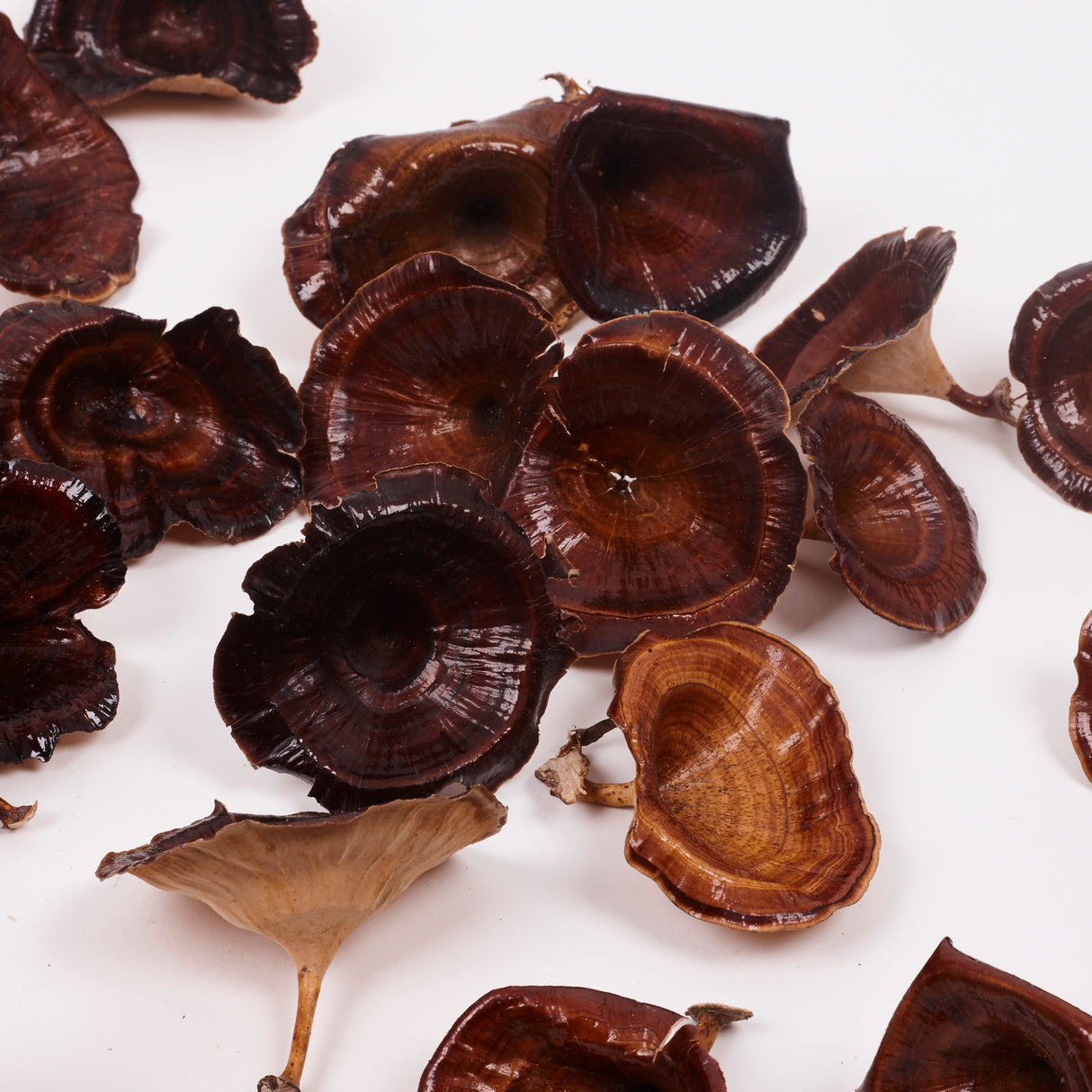 Kalix, Medium, Natural & Dried, Lacquered, 25 Pcs per Box