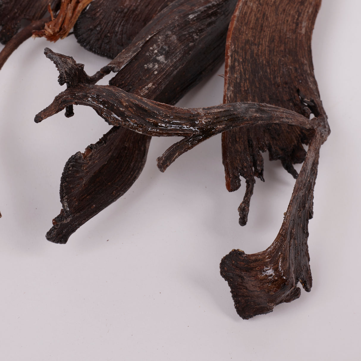 Natraj (Anter Wood), Lacquered, Large, Bunch x 5