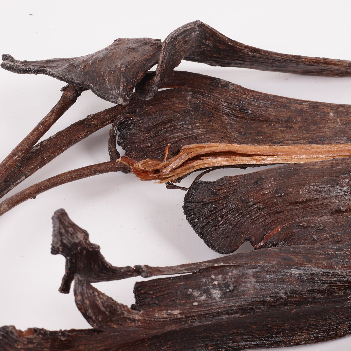 Natraj (Anter Wood), Lacquered, Large, Bunch x 5