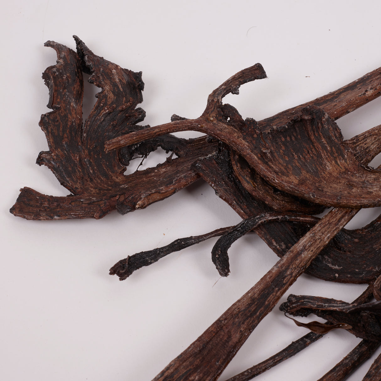Natraj (Anter Wood), Lacquered, Medium, Bunch x 5