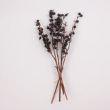 Black Berry Stem, Dried & Lacquered, Bunch x 5