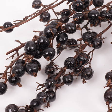 Black Berry Stem, Dried & Lacquered, Bunch x 5