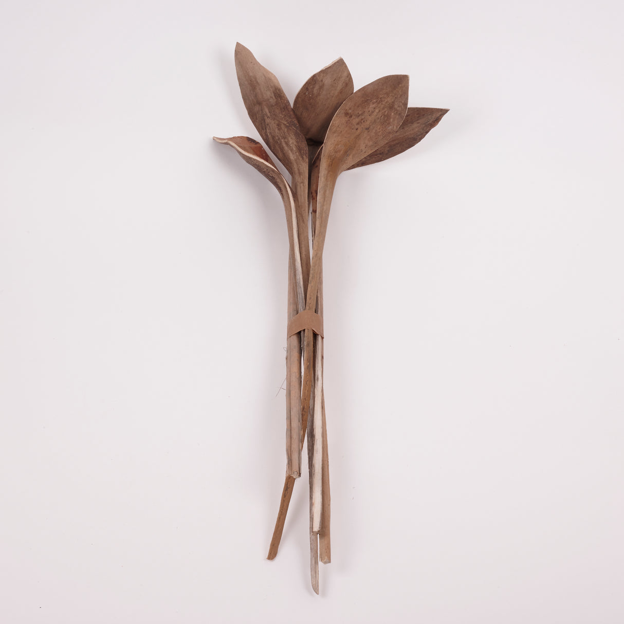 Shoe Horn, Natural & Dried, Extra Large, Bunch x 5