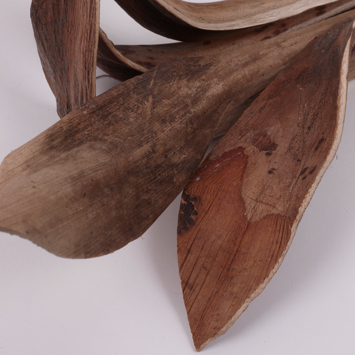 Shoe Horn, Natural & Dried, Extra Large, Bunch x 5