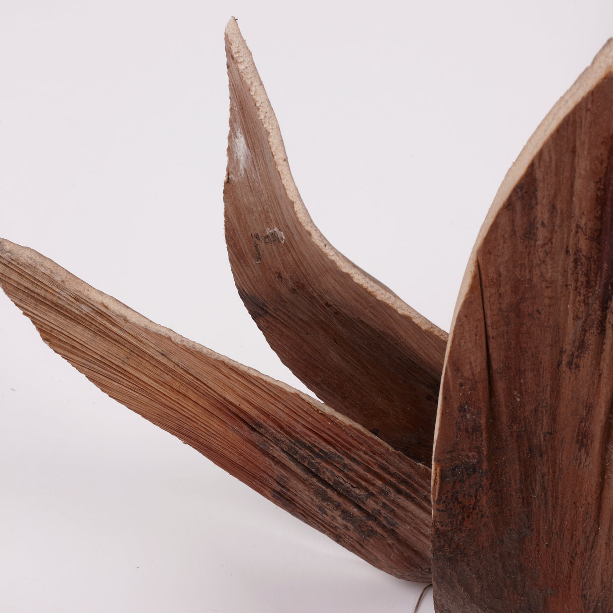 Shoe Horn, Natural & Dried, Extra Large, Bunch x 5