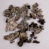 Silver Lichen, 50g Box