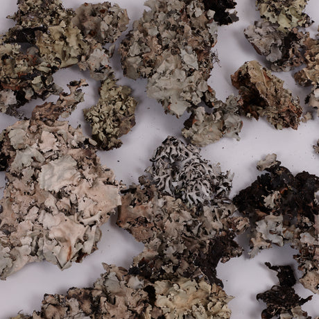 Silver Lichen, 50g Box