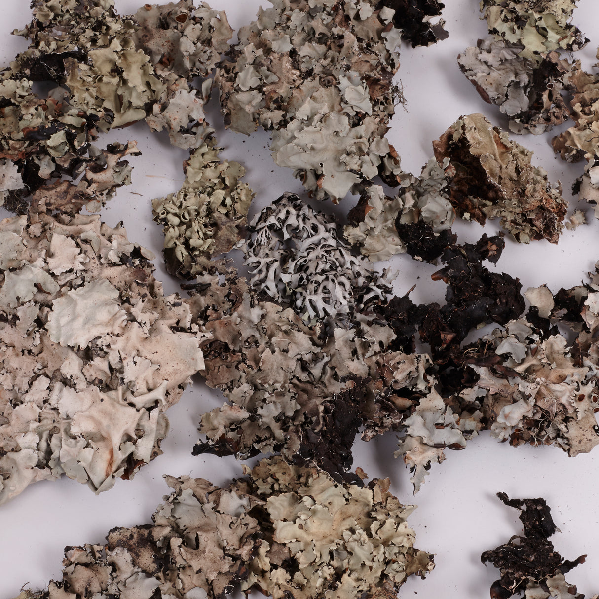 Silver Lichen, 50g Box
