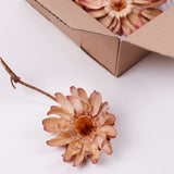 Protea Sulphurea base, Natural, Box x 10 heads