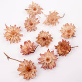 Protea Sulphurea base, Natural, Box x 10 heads
