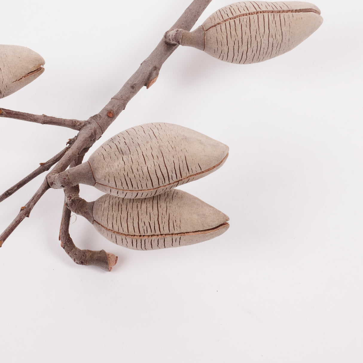Woody Pear, Natural and Dried, Per Stem