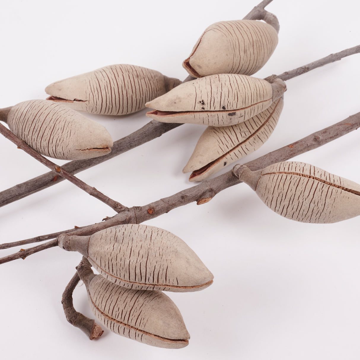 Woody Pear, Natural and Dried, Per Stem