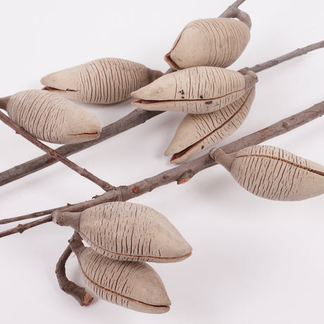 Woody Pear, Natural and Dried, Per Stem