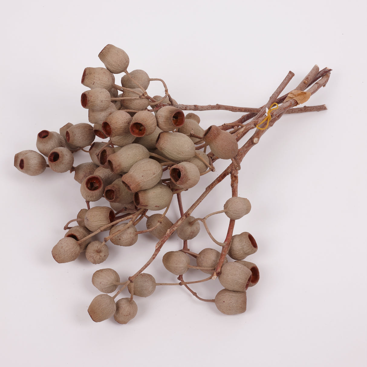 Eucalyptus Bell Gum Nuts, Bunch x 5 Stems
