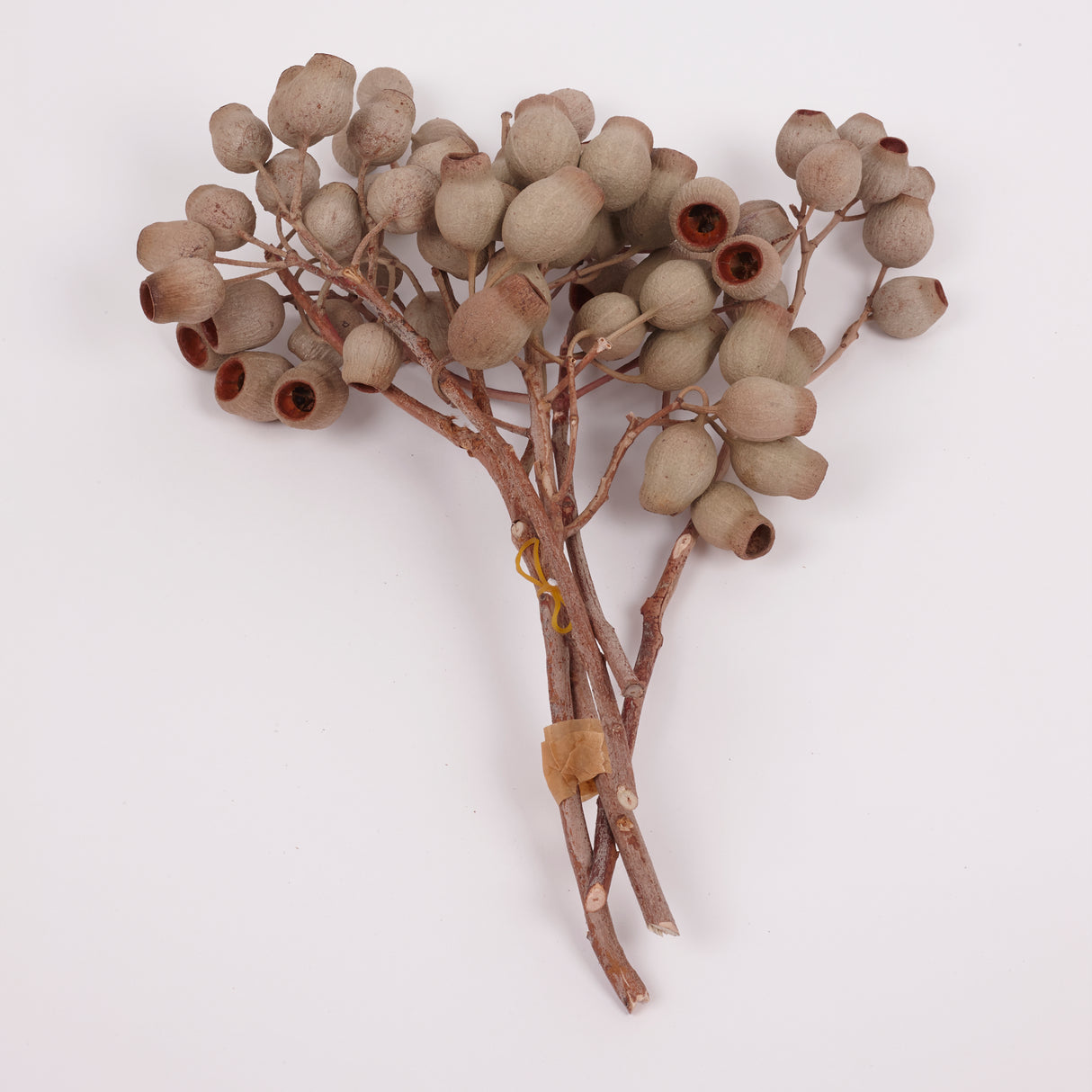 Eucalyptus Bell Gum Nuts, Bunch x 5 Stems