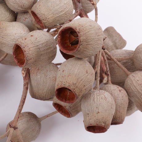 Eucalyptus Bell Gum Nuts, Bunch x 5 Stems