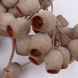 Eucalyptus Bell Gum Nuts, Bunch x 5 Stems