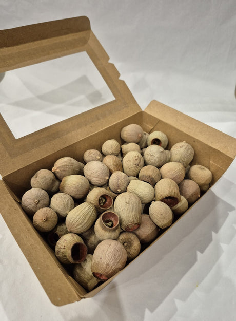 Eucalyptus Bell Gum Nuts, Loose x 300g