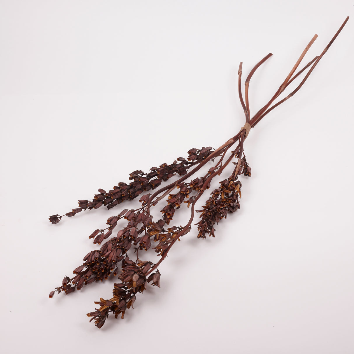 Aristea Large Pods, Natural, Bunch x 5 Stems