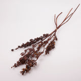 Aristea Large Pods, Natural, Bunch x 5 Stems