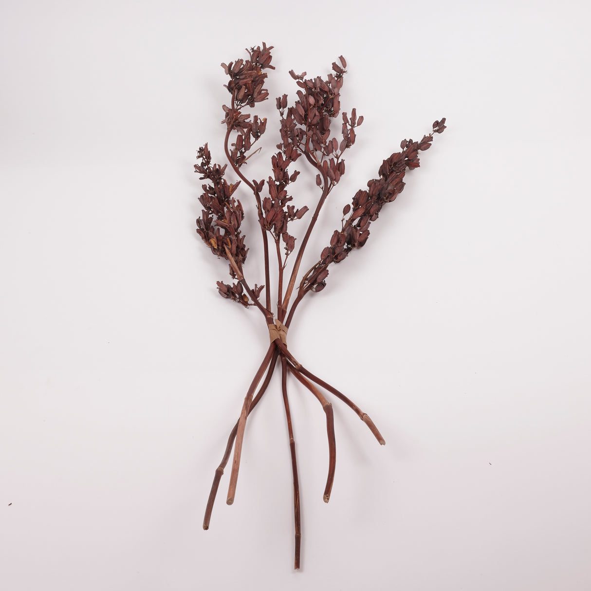 Aristea Large Pods, Natural, Bunch x 5 Stems