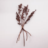 Aristea Large Pods, Natural, Bunch x 5 Stems