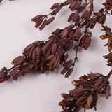 Aristea Large Pods, Natural, Bunch x 5 Stems