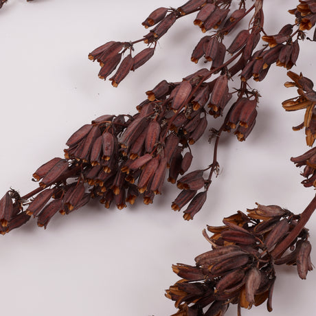 Aristea Large Pods, Natural, Bunch x 5 Stems