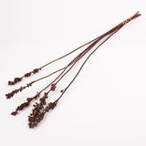 Aristea Pods, Natural, Bunch x 5 Stems