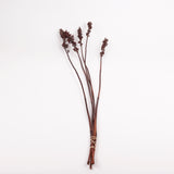 Aristea Pods, Natural, Bunch x 5 Stems