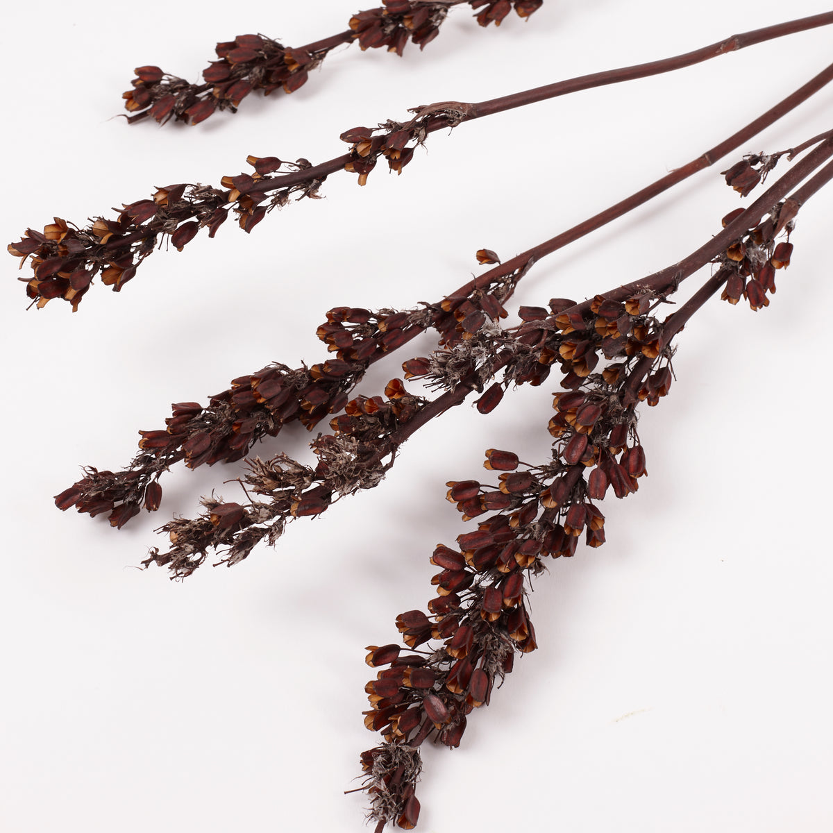 Aristea Pods, Natural, Bunch x 5 Stems