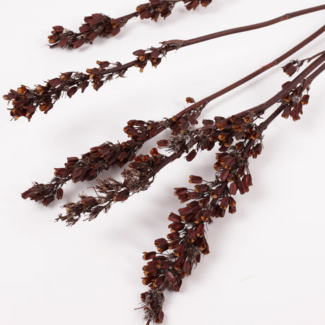 Aristea Pods, Natural, Bunch x 5 Stems
