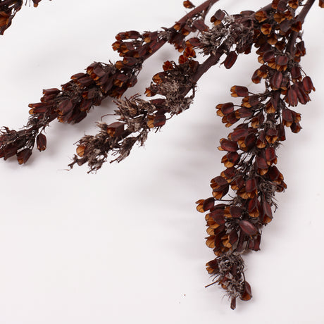 Aristea Pods, Natural, Bunch x 5 Stems
