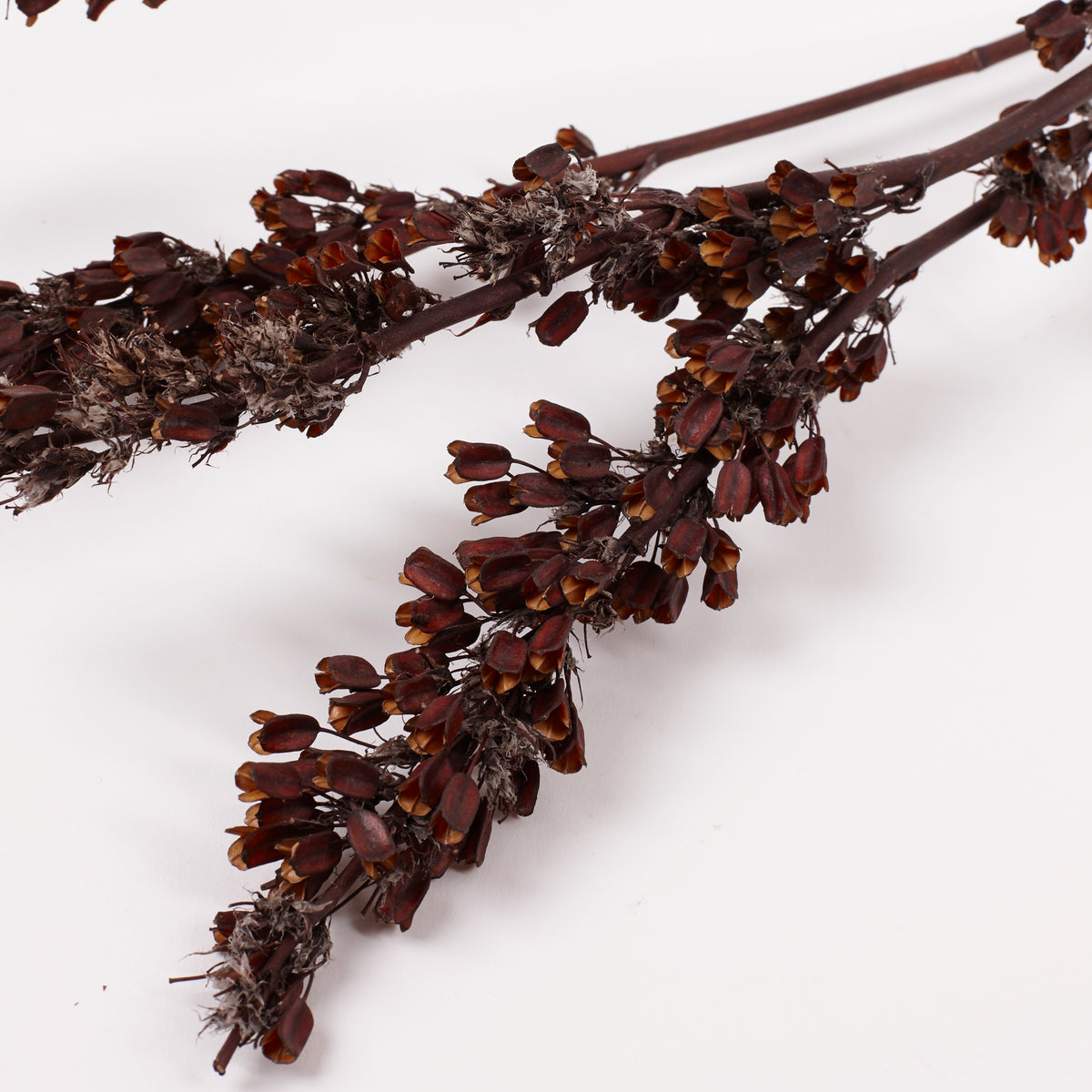 Aristea Pods, Natural, Bunch x 5 Stems