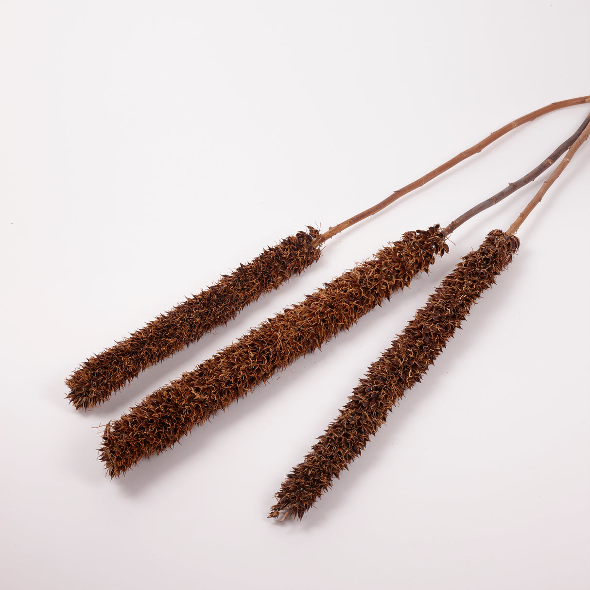 Cyrus Stem, Natural, Bunch x 3 Stems, 115cm