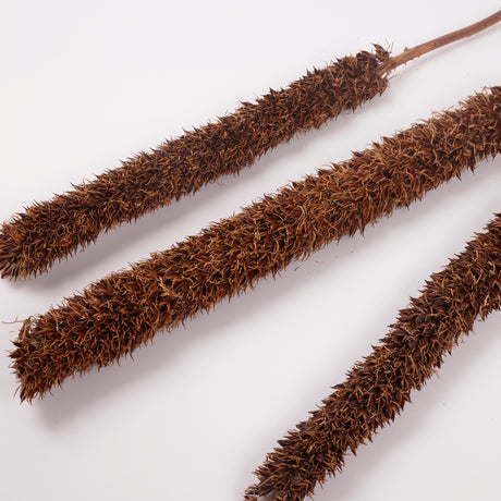 Cyrus Stem, Natural, Bunch x 3 Stems, 115cm