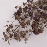 Oregano Flowers, British, Organic, Natural  and Dried, Bunch