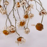 Oxeye Daisies, British, Natural & Dried, Bunch 15 Stems