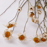 Oxeye Daisies, British, Natural & Dried, Bunch 15 Stems