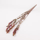 Foxgloves, British, Natural & Dried, Bunch 5 Stems