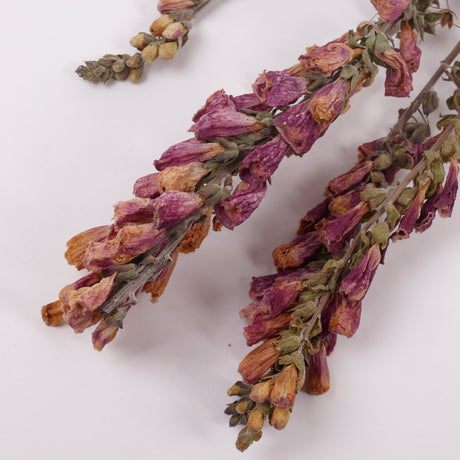 Foxgloves, British, Natural & Dried, Bunch 5 Stems